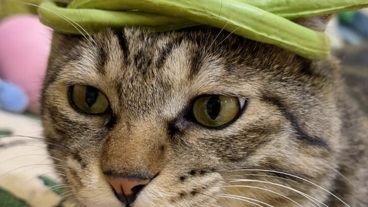 Pasang mahkota, mulai sekarang kau adalah Dewa Kacang Tunggal!