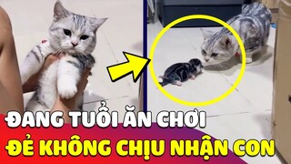 Đang tuổi 'ĂN CHƠI' mà bắt làm Mẹ, bé mèo hoang mang khi 'KHÔNG NHẬN RA' con mình 😅 Gâu Đần