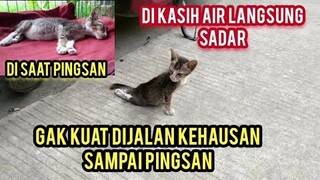 Astagfirullah Anak Kucing Lumpuh Menangis Sambil Ngesot Mencari Induknya Kehausan Sampai Pingsan..!