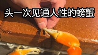 เพื่อน คุณทำปูให้สุกได้จริงเหรอ? ปกติฉันนึ่งปูนะ