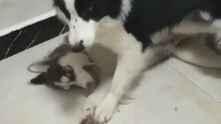 Chú chó Husky bị chó Border Collie bắt nạt từ nhỏ!