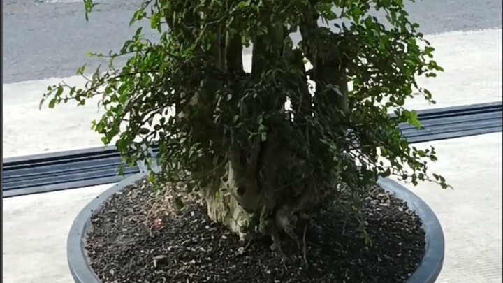 BONSAI SERUT KOLEKSI MAS YANTO MOTOR DUSUN NGAGLIK