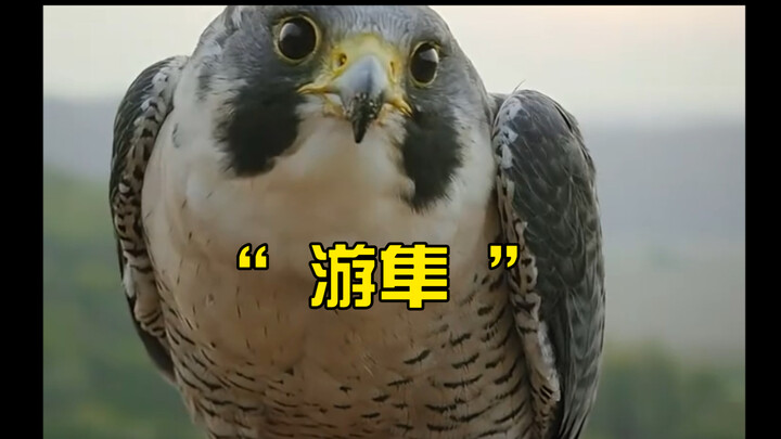 "The Street Hustler of the Bird World: Peregrine Falcon"