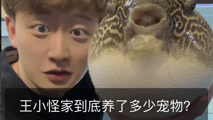 Sebenarnya berapa banyak hewan peliharaan yang dipelihara di rumah Wang Xiaoguai?