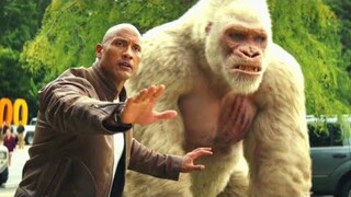 Rare Albino Gorilla Gets Very Mad At Rock