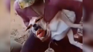 给狗哥整不会了