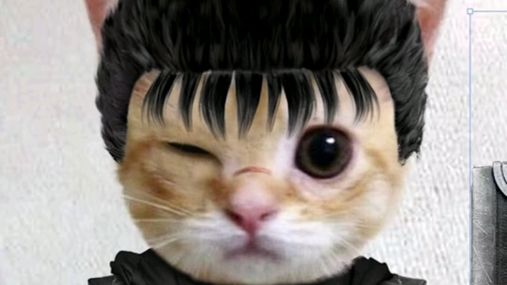 عملية إنشاء رسومات القط غوسي