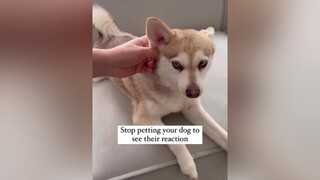 I’m not finished until he says him finished fyp dogs talkingdog