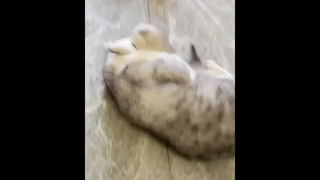 ถึงส่วนสูงจะมีน้อย แต่น้ำตาลในเลือดเกินร้อยแน่นอน