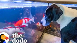 Great Dane เฝ้าดูปลา Koi ของเขาตลอดทั้งวัน The Dodo Odd Couples The Dodo Odd Couples