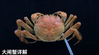 Kepiting berbulu yang kamu tunggu-tunggu sudah tiba! Begini cara memakannya!