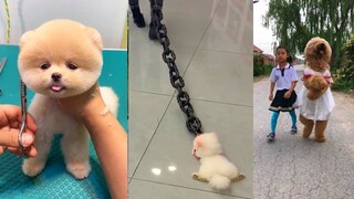 Funny and Cute Dog Pomeranian 😍🐶| Funny Puppy Videos #177