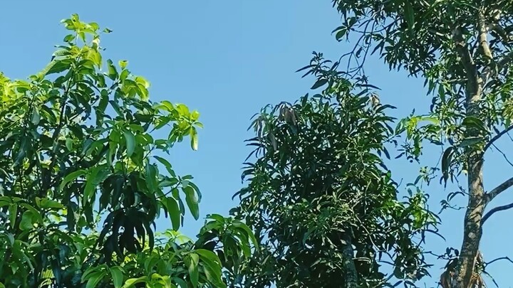 ভিডিও নীল আকাশের