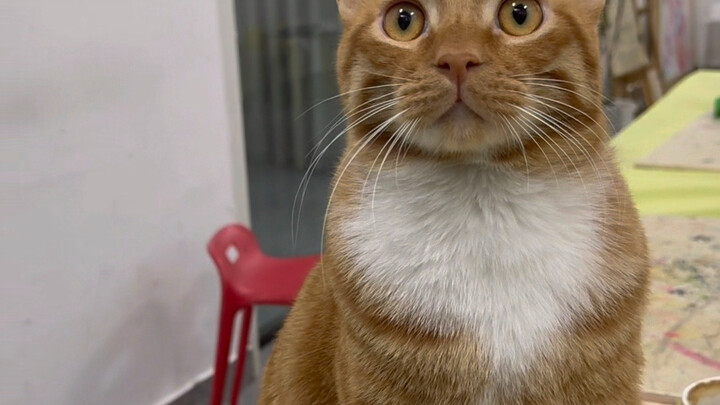 Quýt lớn là trọng