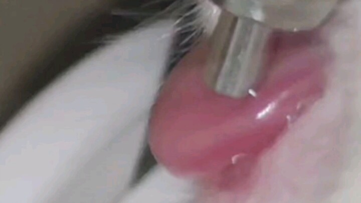 Versi murni kelinci minum air 0,4x