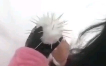Friends in the south, don’t be envious. Do you want to have a snowball fight? Face the strong wind!
