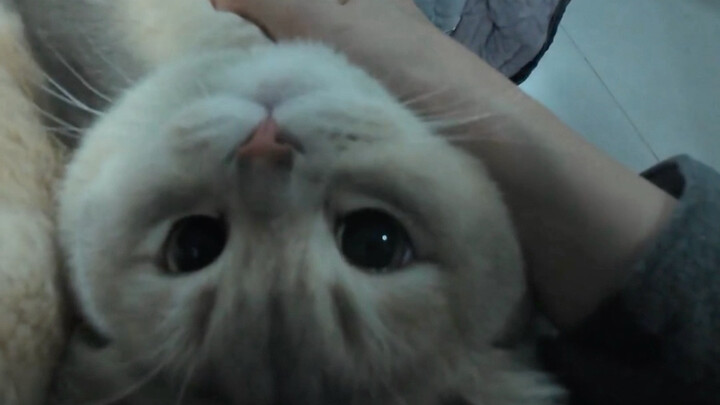 พอสัมผัสแมวน้อยก็จะส่งเสียงแปลกๆ ออกมา