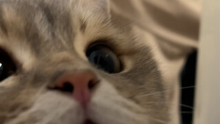 How to comfort an angry cat
