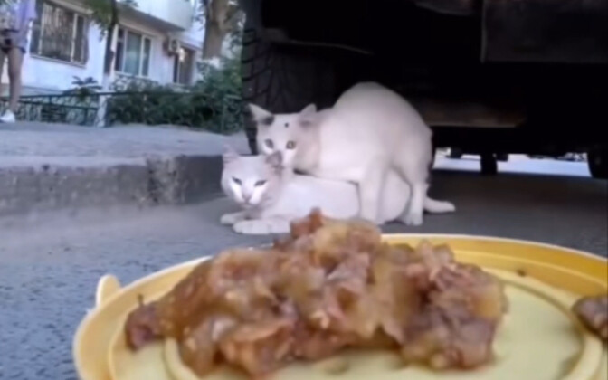Cat: This damn room service!