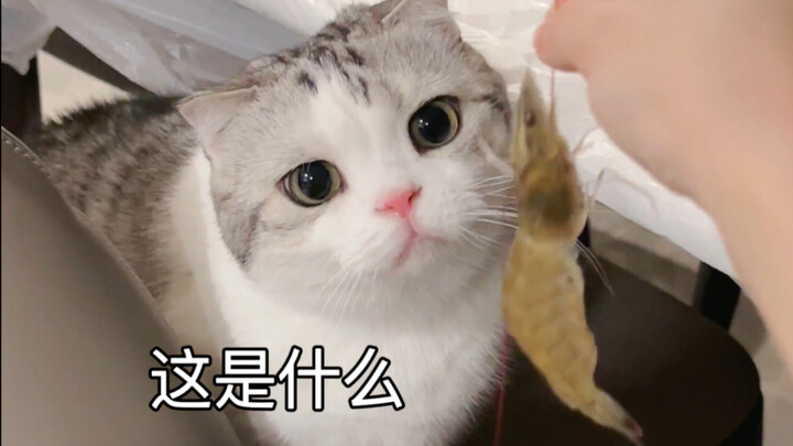 Makan hot pot bersama, ternyata kucing ingin mengepulkan panci besinya sendiri