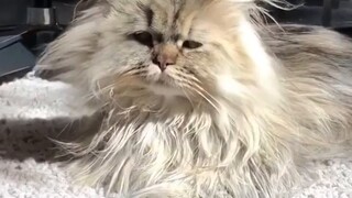 Mengapa anak-anak Maine Ragdoll terlihat seperti ini? ! !