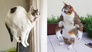 GATTI DIVERTENTI di TIKTOK ✪ Prova a non ridere