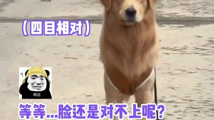 Sistem pengenalan wajah gagal, anjing golden retriever: Meski jadi abu pun aku tetap mengenalmu, tap