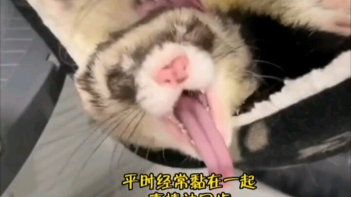 หนุ่มต่างชาติรับเลี้ยงบีเวอร์ #ความรักน่าอิจฉาในโลกสัตว์ #หมาป่าและสุนัขจิ้งจอกต่างก็เป็นแบบคู่เดียว