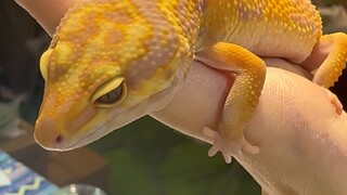 是之前去宠物展看到的小生物们！！