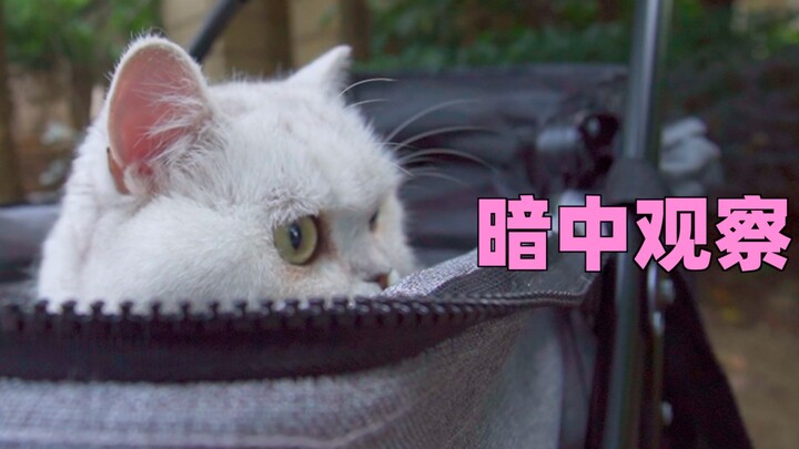 After taking my cat out for a week straight, look at how much it’s changed—it’s practically started 