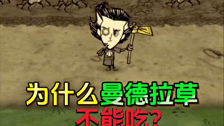 Tại sao không được ăn cây Mandrake?