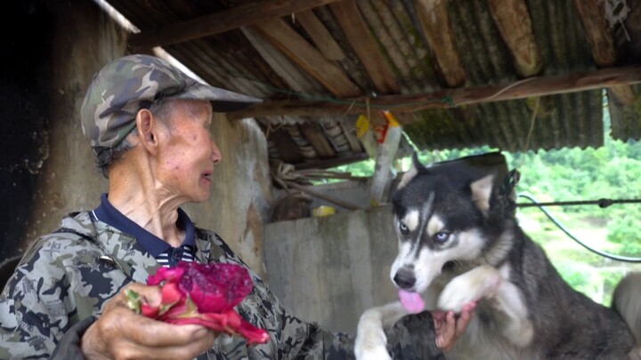 When a Husky is raised by an 83-year-old man, he is not picky about food and has no sensitive stomac