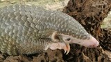CUTEST Baby pangolin Balin scouting on its own dusk. Mother was killed by poachers #babypangolin