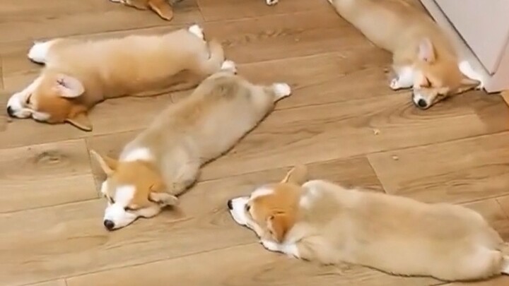 "Please Don't Pee and Poop Anywhere"