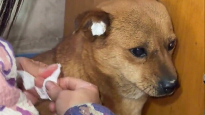 น้องหมาที่กลัวพลุไฟใจจะแตกสลาย!