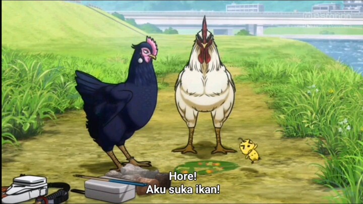koki ayam