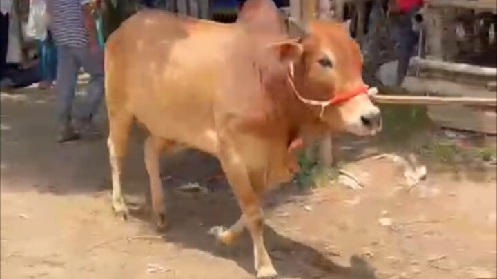 Very Nice Cow 😍