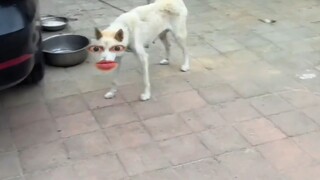 Ibu anjing: Terus jepit saja