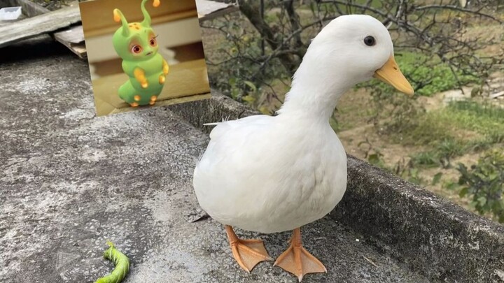 Will such a cute Tangbao end up as food for ducks or chickens?