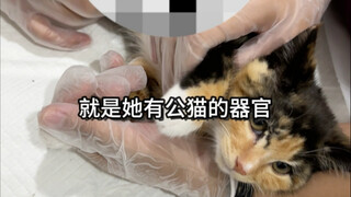 Apakah kucing betinaku berubah menjadi kucing jantan?