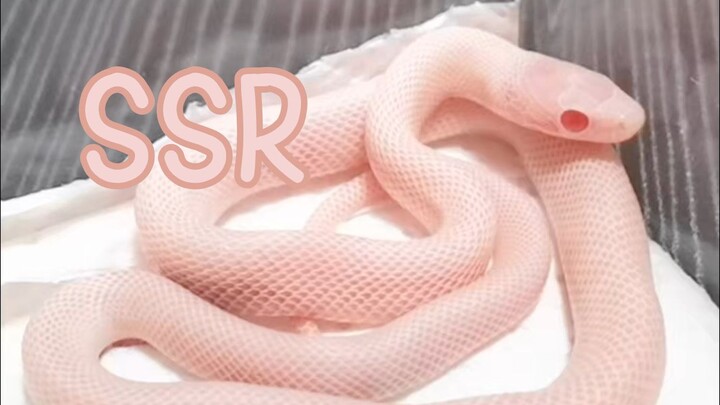 About the incident of hatching a buttload of SSRs from snake eggs