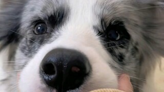 Border Collie: I hate you—you’re such a blockhead!