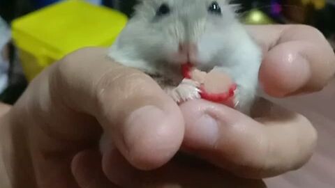 Jun 8 2023 hamster mukbang 2 super cute 🥰