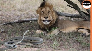 What If a Black Mamba Bites a Lion ?