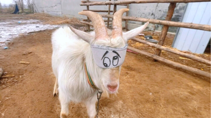 When I put the blindfold on the big ram...