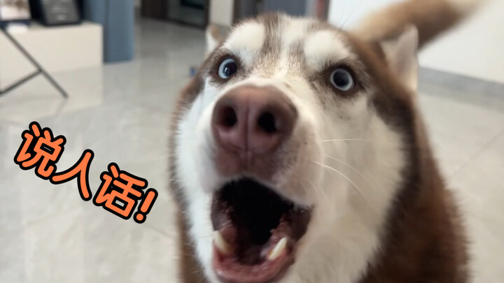 Mencoba mengajari anjing Siberian Husky bicara bahasa manusia, dan ternyata berhasil!