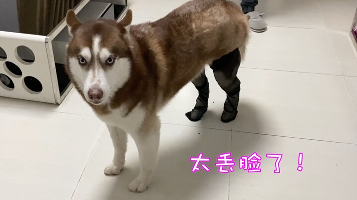 ماذا سيكون رد فعل الهاسكي إذا أجبرته على ارتداء جوارب سوداء؟