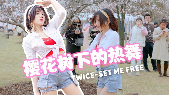 [Dancing Across the Mountains] A massive amount of cherry blossoms that only appears once a year!