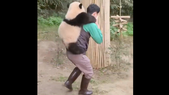 Gấu trúc lớn Phúc Bảo, bố nuôi Song bế bé Phúc Bảo mini về nhà 220316