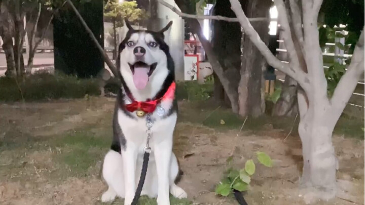 Anjing bodoh yang hanya diikat oleh sebatang rumput kecil
